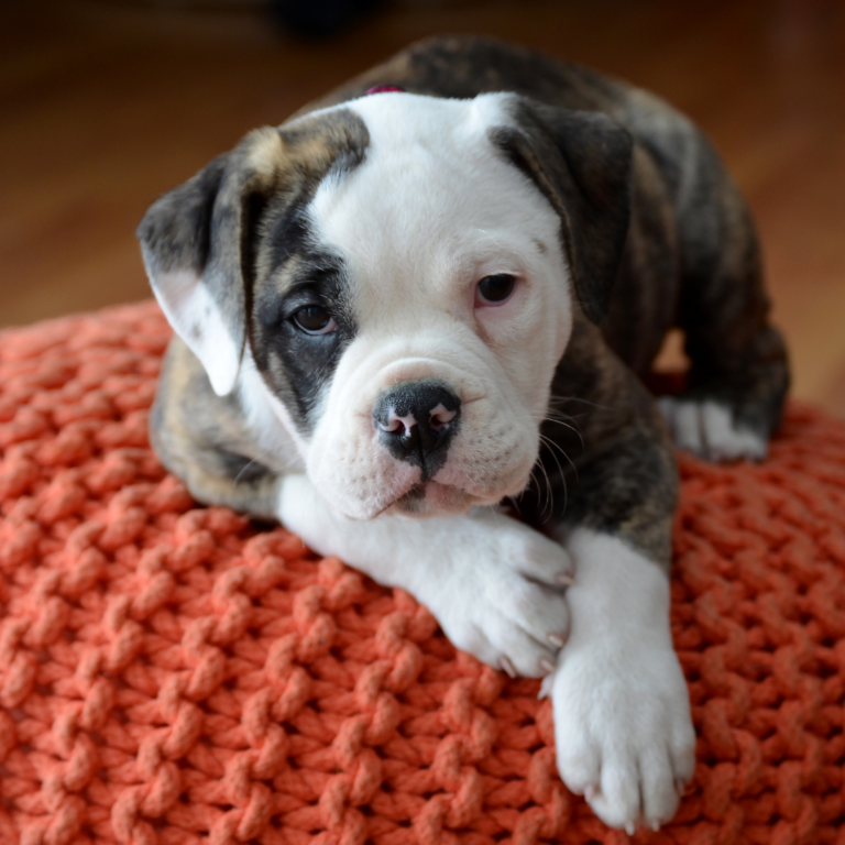 olde English Bulldogs